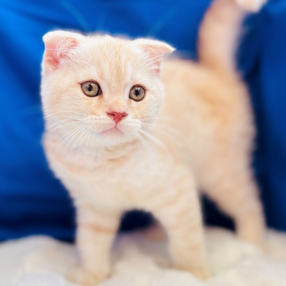 愛知県のスコティッシュフォールド (犬の家＆猫の里愛知刈谷店/2025年5月19日生まれ/男の子/クリームタビー)の子猫の3枚目の画像