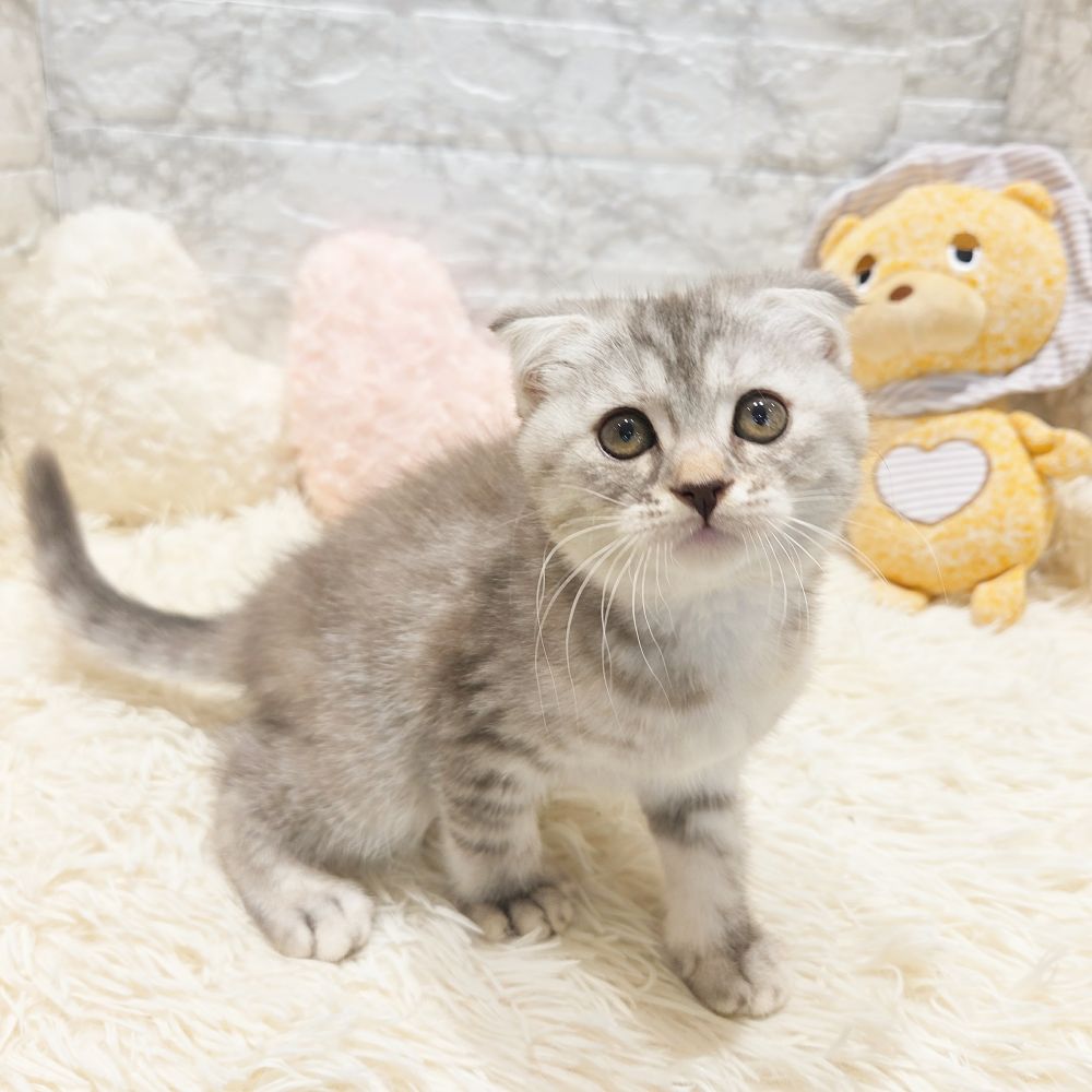 愛知県のスコティッシュフォールド (犬の家＆猫の里MiO香久山店/2025年5月19日生まれ/女の子/ブルーパッチドタビー)の子猫の3枚目の画像