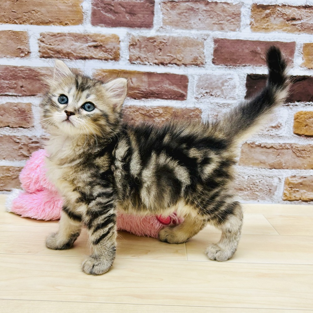 愛知県のサイベリアン (犬の家＆猫の里七宝店/2025年5月19日生まれ/男の子/ブラウンタビー)の子猫の3枚目の画像