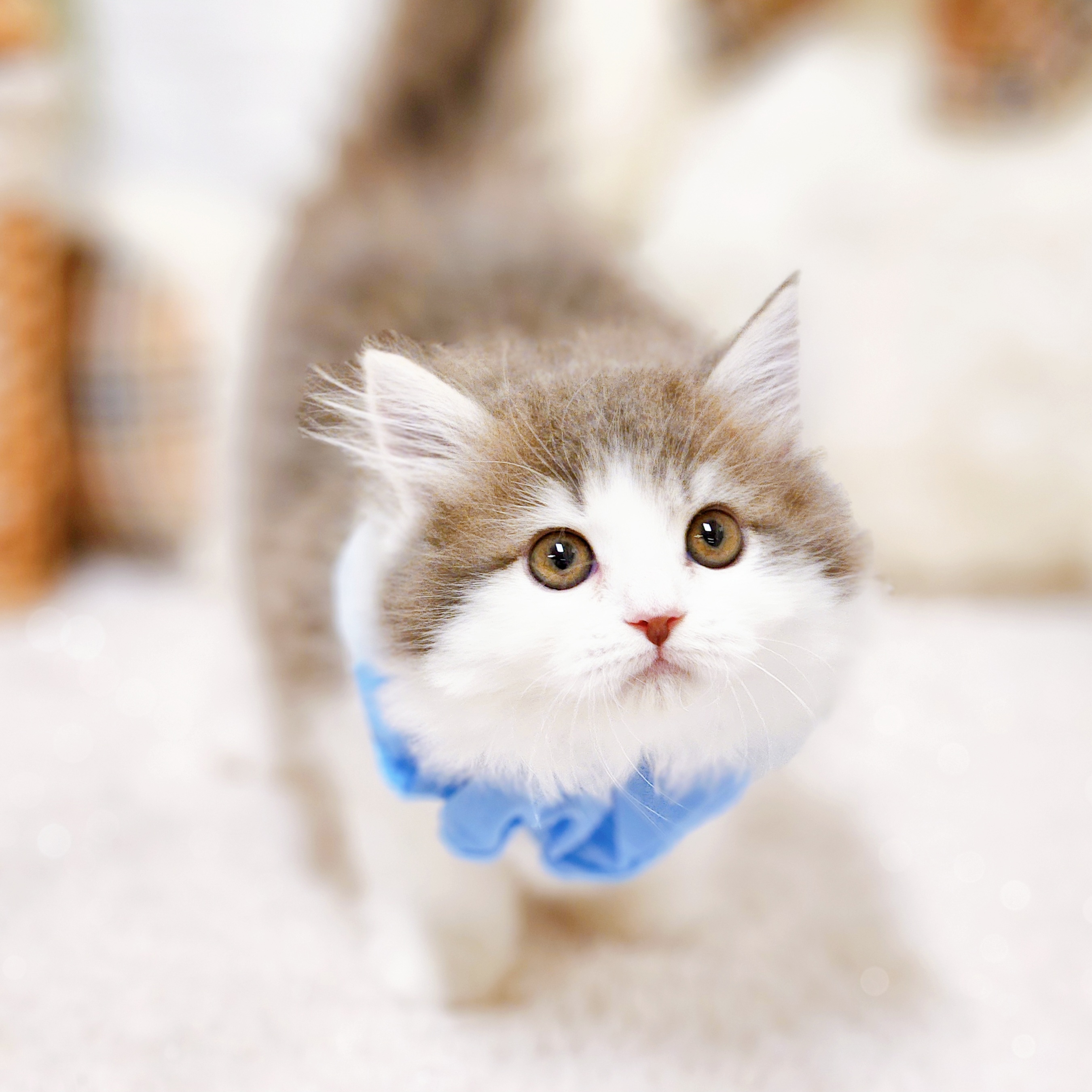 滋賀県のサイベリアン (犬の家＆猫の里近江八幡店/2025年5月20日生まれ/男の子/ブルータビーホワイト)の子猫の3枚目の画像