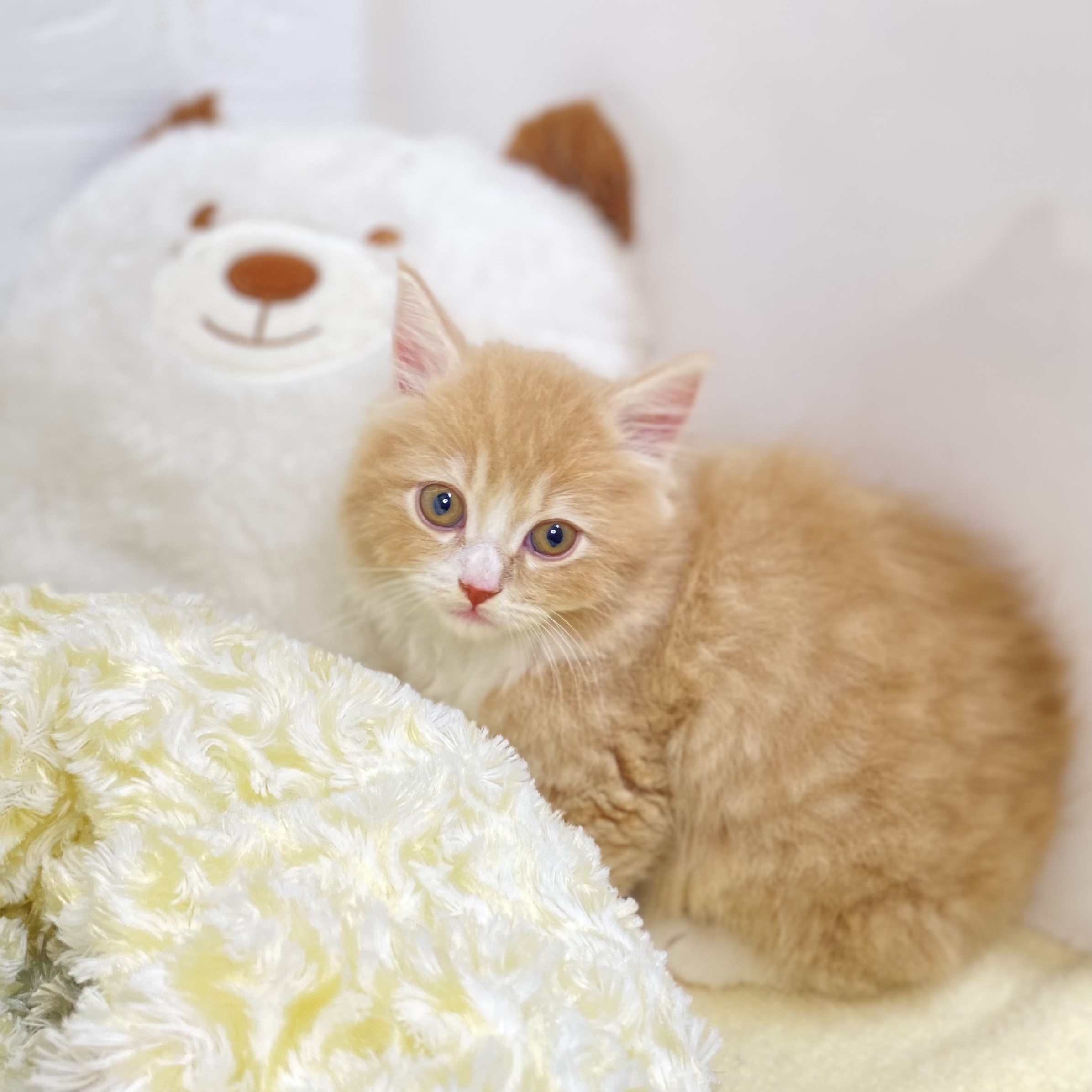 長野県のサイベリアン (犬の家＆猫の里長野店/2025年5月21日生まれ/男の子/クリームタビーホワイト)の子猫の3枚目の画像