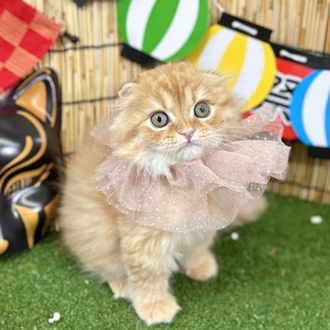 神奈川県のスコティッシュフォールド (犬の家＆猫の里小田原店/2025年5月15日生まれ/男の子/レッドタビーホワイト)の子猫の1枚目の画像