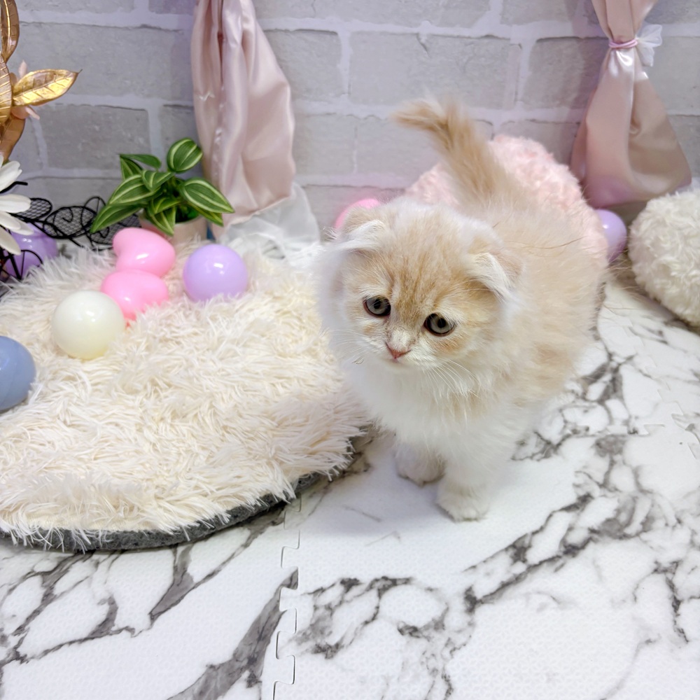 愛知県のスコティッシュフォールド (犬の家＆猫の里岡崎店/2025年5月15日生まれ/女の子/クリームタビーホワイト)の子猫の3枚目の画像