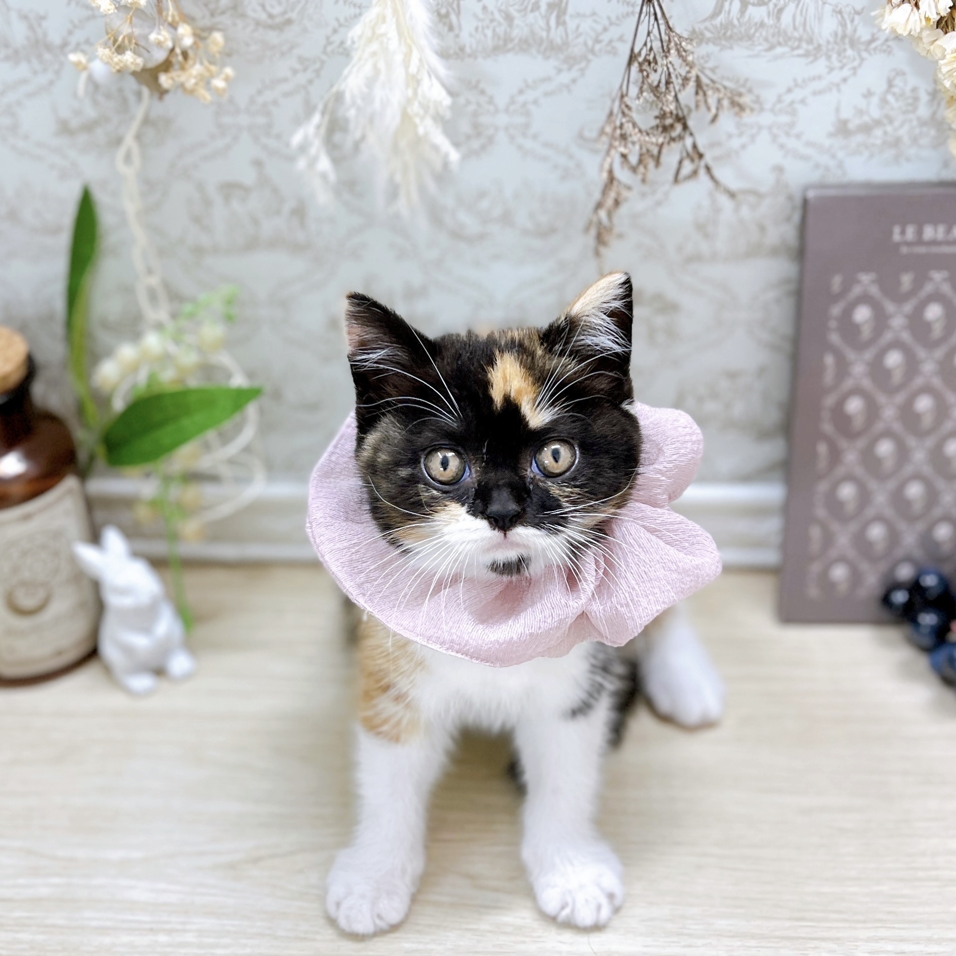福井県のマンチカン (犬の家＆猫の里アミーゴ福井大和田店/2025年5月21日生まれ/女の子/キャリコ)の子猫の1枚目の画像