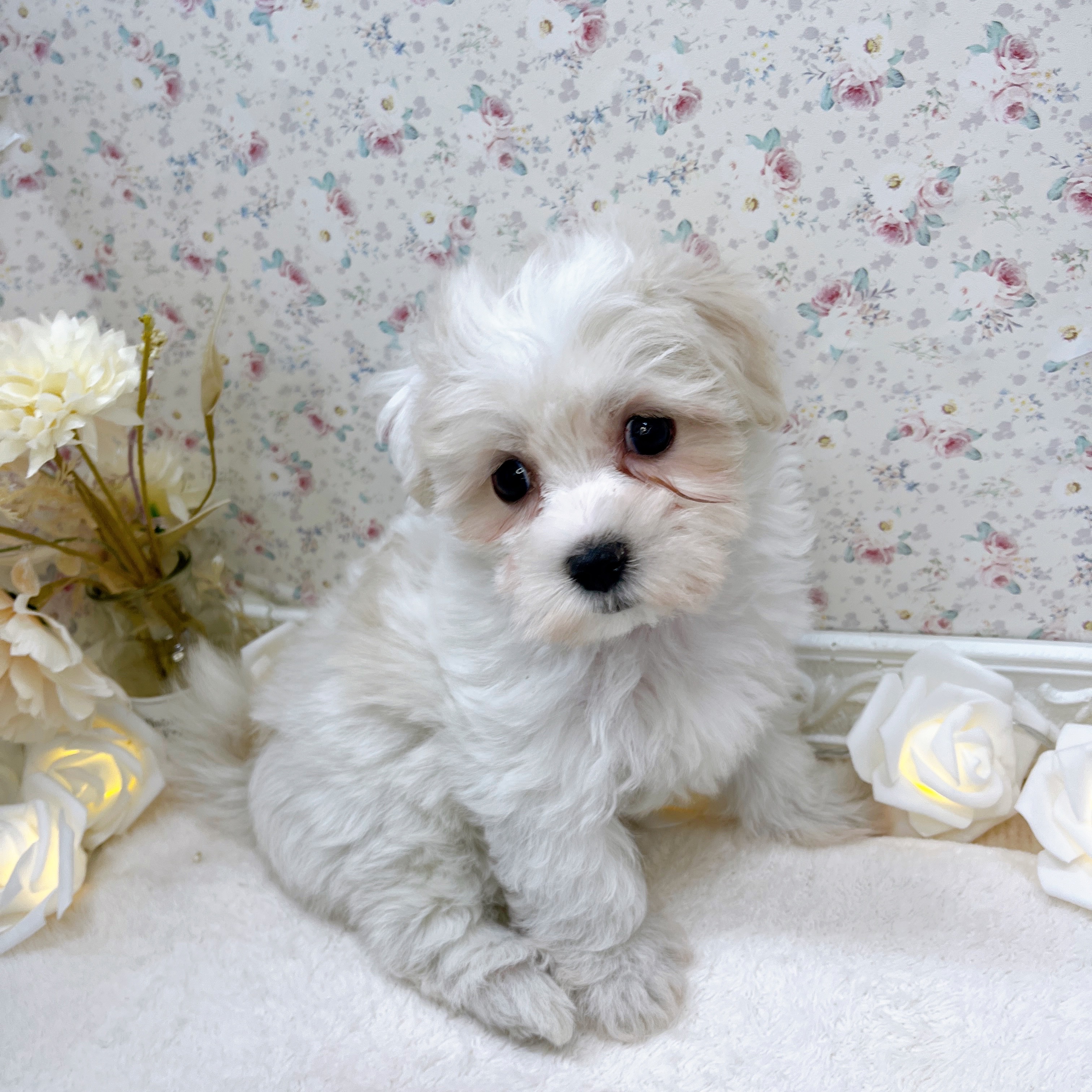 石川県のマルチーズ (犬の家＆猫の里アミーゴ金沢有松店/2025年5月24日生まれ/女の子/ホワイト)の子犬の1枚目の画像