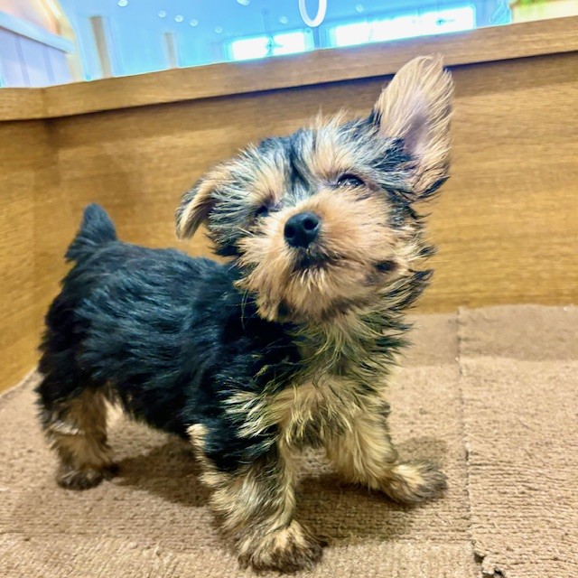 愛知県のヨークシャーテリア (犬の家＆猫の里豊田店/2025年5月22日生まれ/男の子/スチールブルータン)の子犬の3枚目の画像