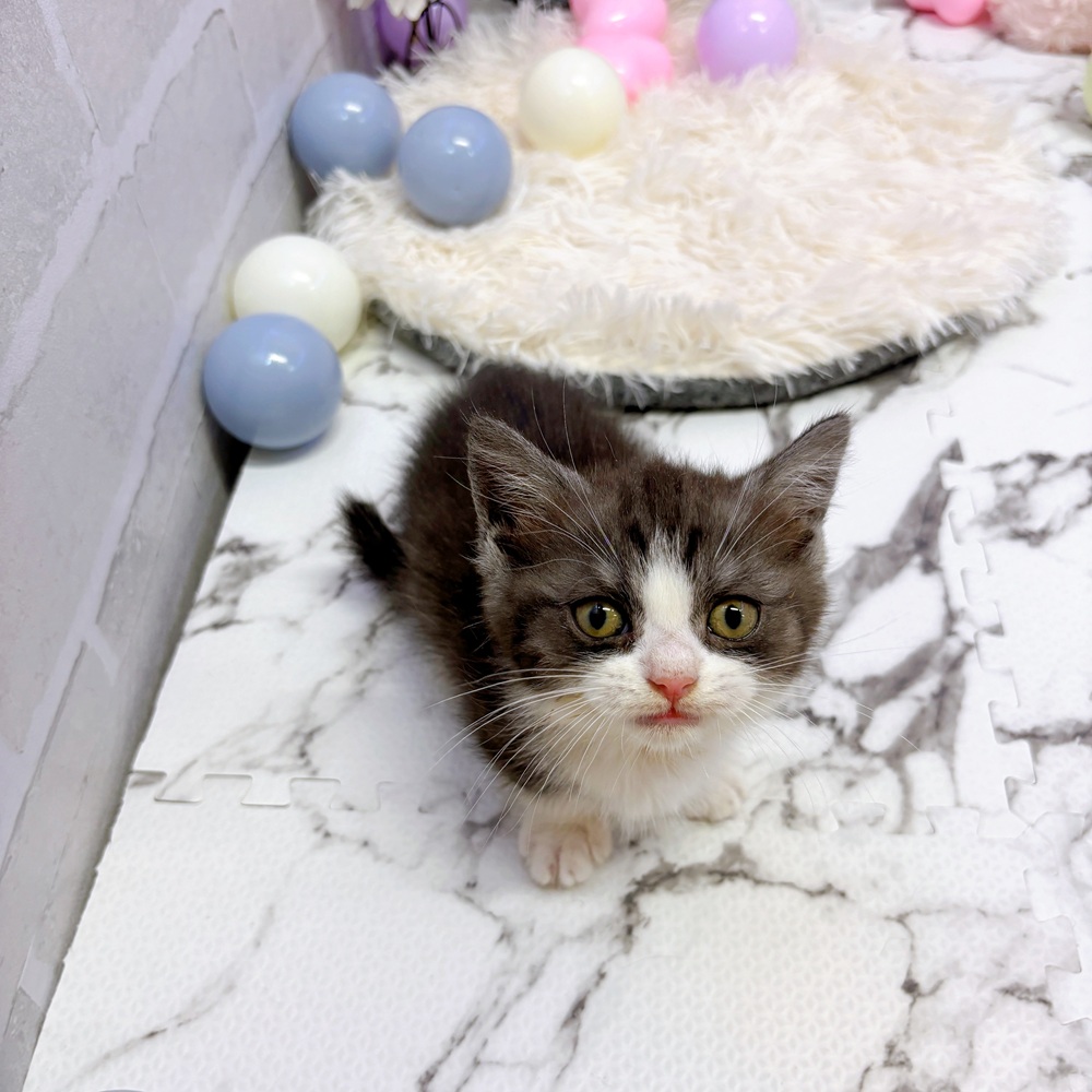 愛知県のマンチカン (犬の家＆猫の里岡崎店/2025年5月21日生まれ/男の子/シルバータビーホワイト)の子猫の3枚目の画像