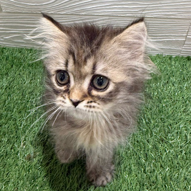 愛知県のエキゾチック (犬の家＆猫の里豊田店/2025年5月21日生まれ/女の子/ブラウンパッチドタビー)の子猫の1枚目の画像