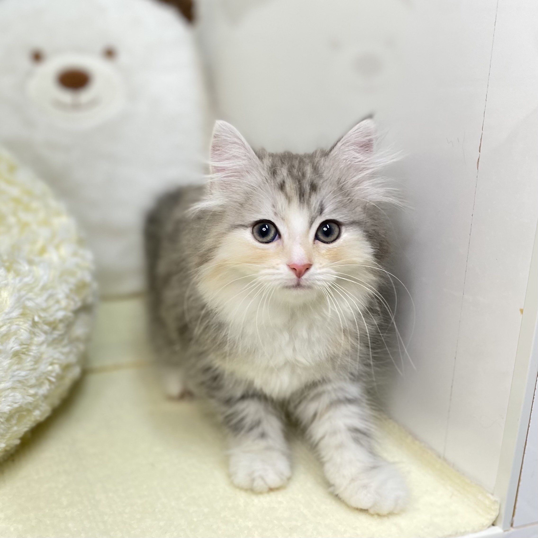 長野県のラガマフィン (犬の家＆猫の里長野店/2025年5月14日生まれ/女の子/シルバーパッチドタビーホワイト)の子猫の3枚目の画像