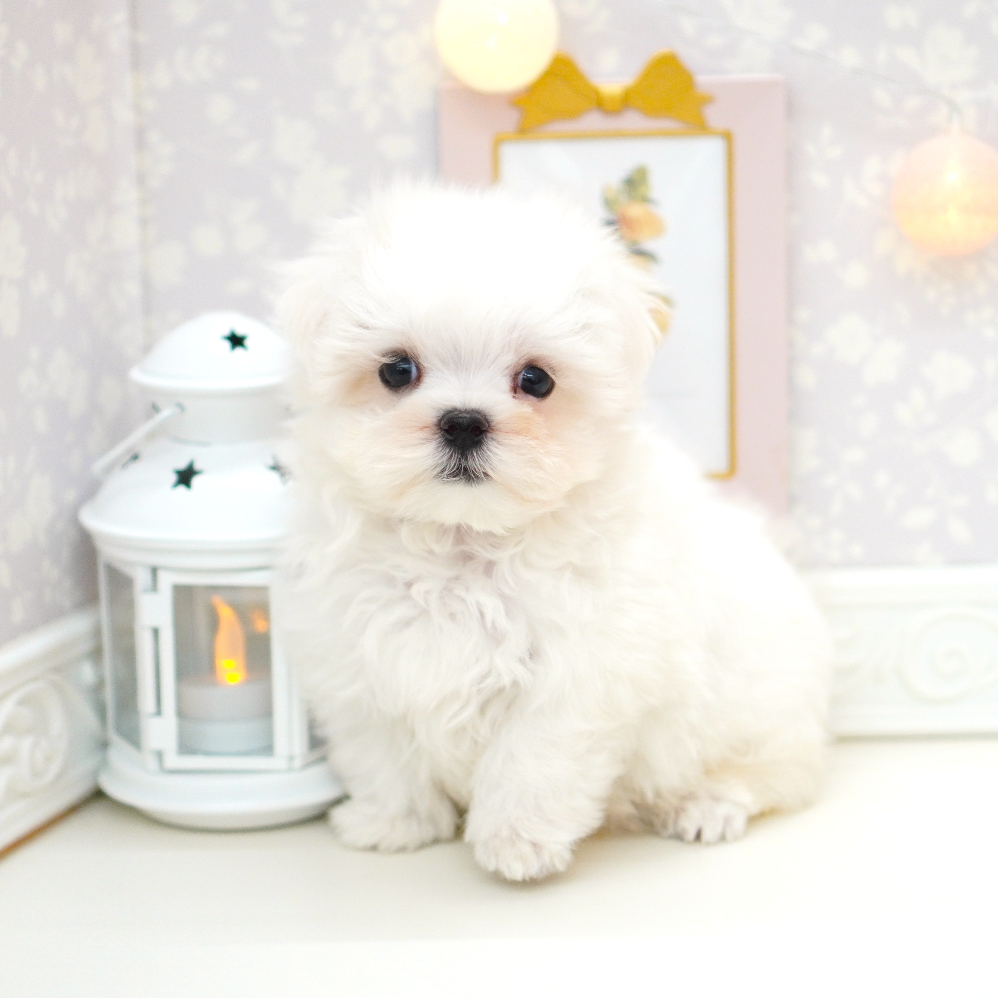 富山県のマルチーズ (犬の家＆猫の里富山店/2025年5月23日生まれ/男の子/ホワイト)の子犬の3枚目の画像