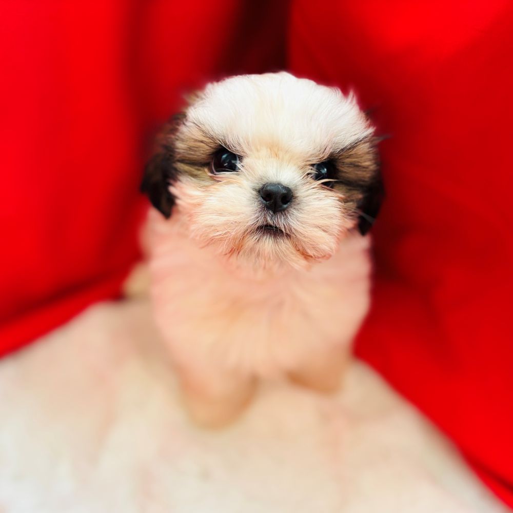 愛知県のシーズー (犬の家＆猫の里愛知刈谷店/2025年5月23日生まれ/女の子/ゴールドホワイト)の子犬の3枚目の画像