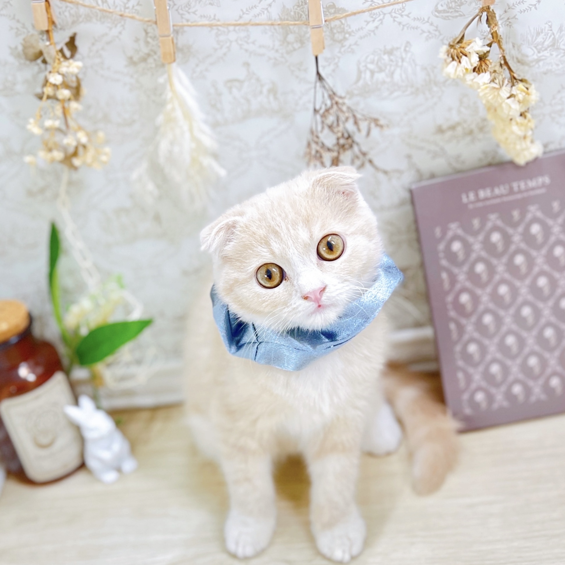 福井県のスコティッシュフォールド (犬の家＆猫の里アミーゴ福井大和田店/2025年5月15日生まれ/男の子/クリームホワイト)の子猫の1枚目の画像