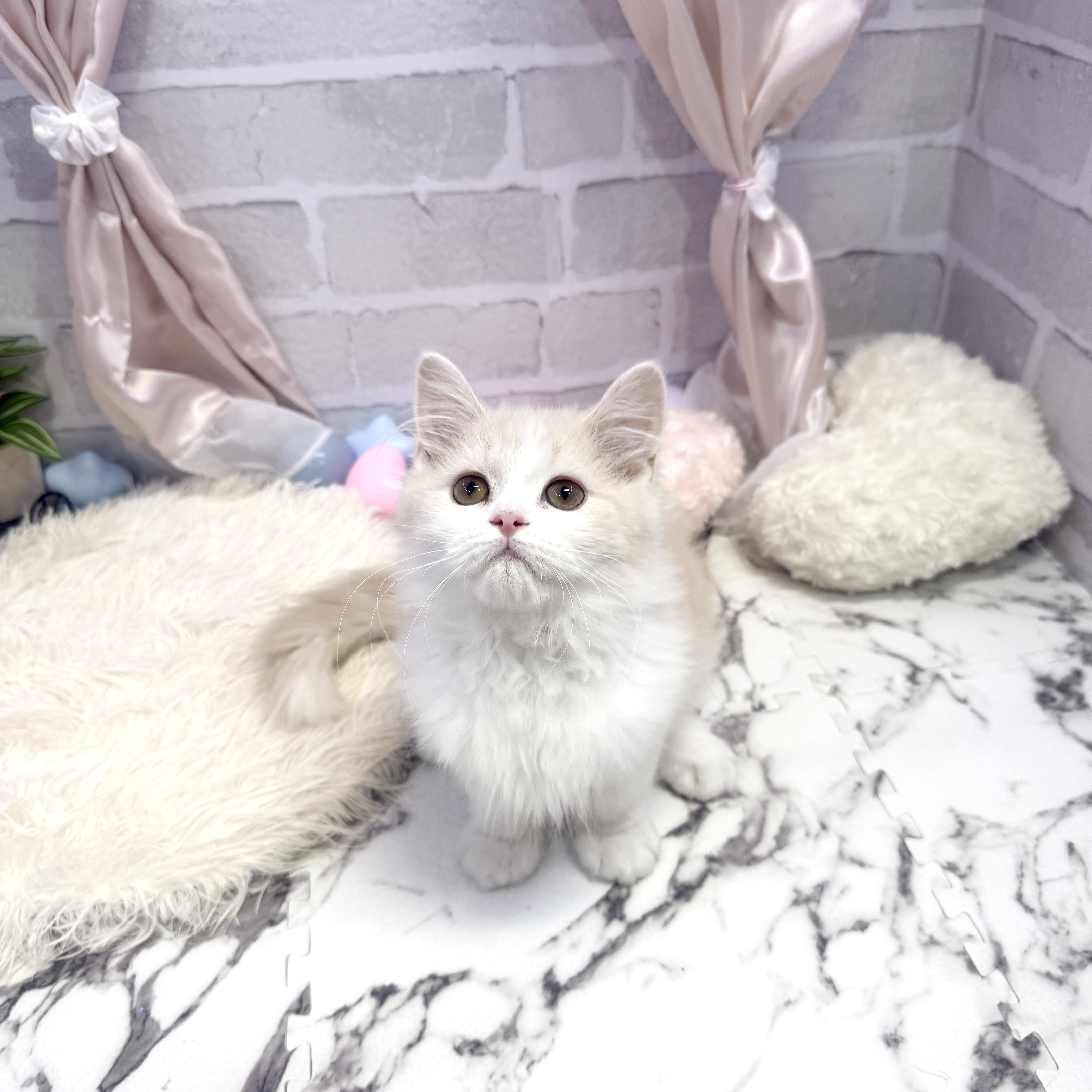 愛知県のスコティッシュストレート (犬の家＆猫の里岡崎店/2025年5月15日生まれ/男の子/クリームホワイト)の子猫の3枚目の画像