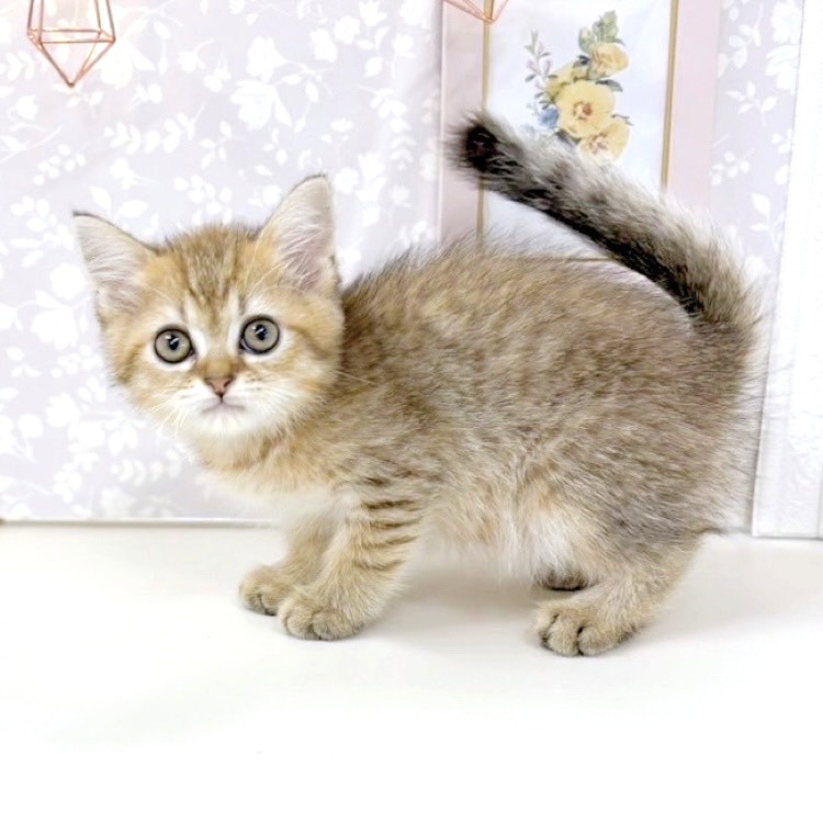富山県のミヌエット (犬の家＆猫の里アミーゴ高岡蓮花寺店/2025年5月20日生まれ/男の子/ブラウンタビー)の子猫の3枚目の画像