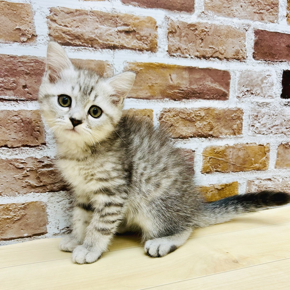 愛知県のミヌエット (犬の家＆猫の里七宝店/2025年5月20日生まれ/男の子/シルバータビー)の子猫の3枚目の画像