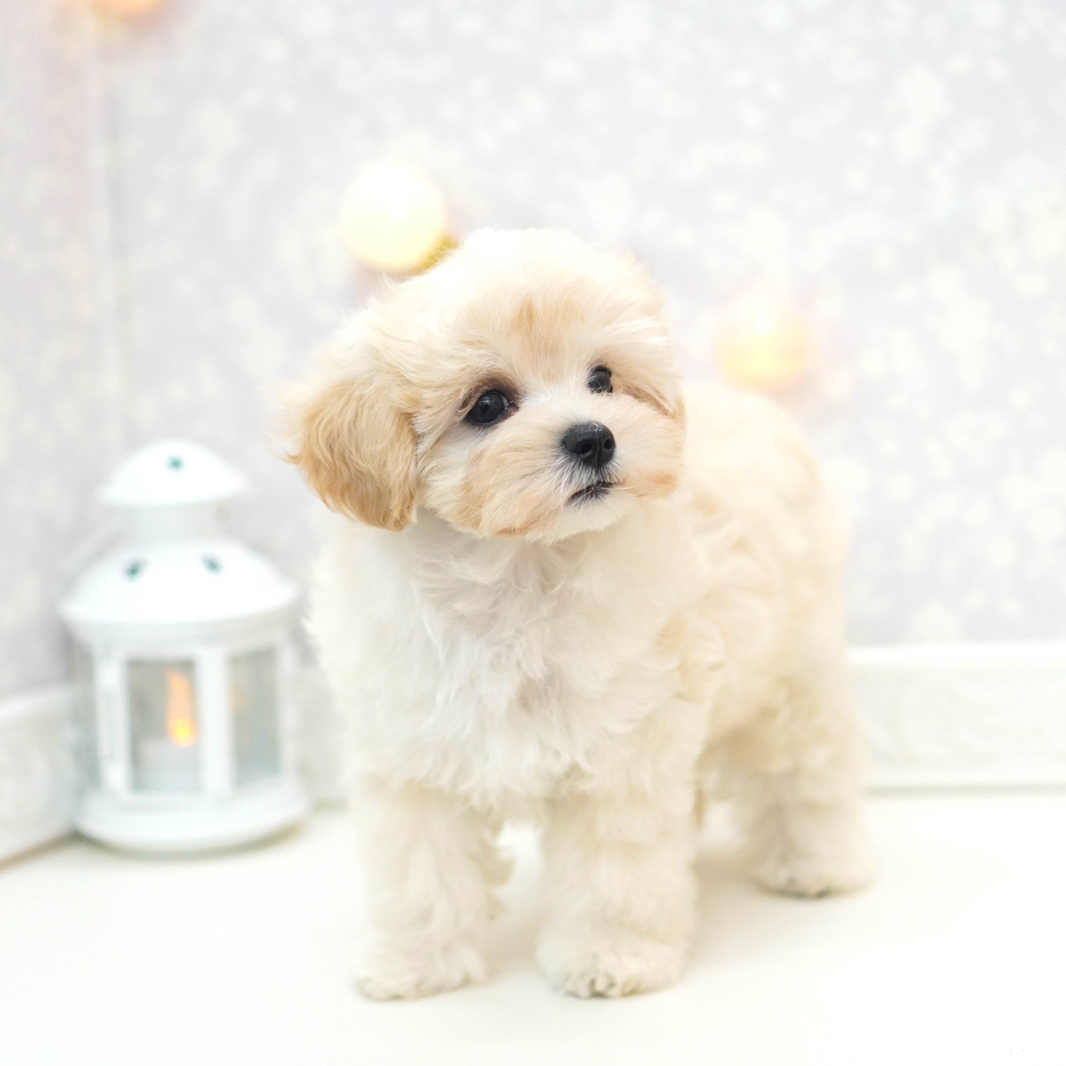富山県のマルプー(マルチーズ×プードル) (犬の家＆猫の里アミーゴ山室店/2025年5月20日生まれ/男の子/クリームホワイト)の子犬の3枚目の画像