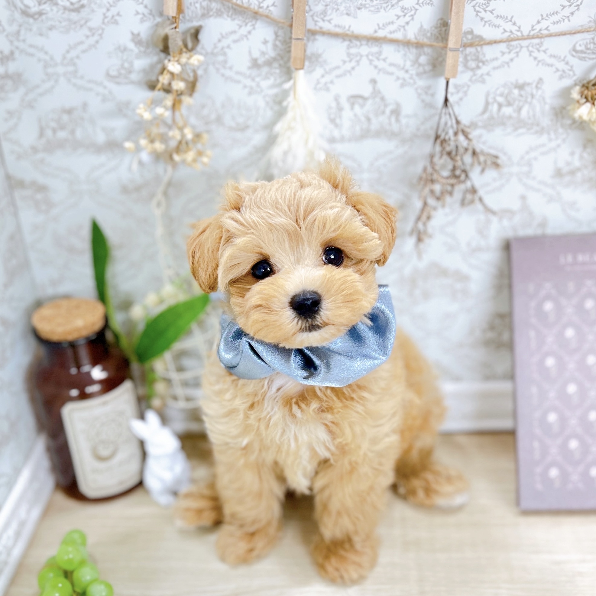 福井県のマルプー(マルチーズ×プードル) (犬の家＆猫の里アミーゴ福井大和田店/2025年5月22日生まれ/男の子/アプリコットホワイト)の子犬の3枚目の画像