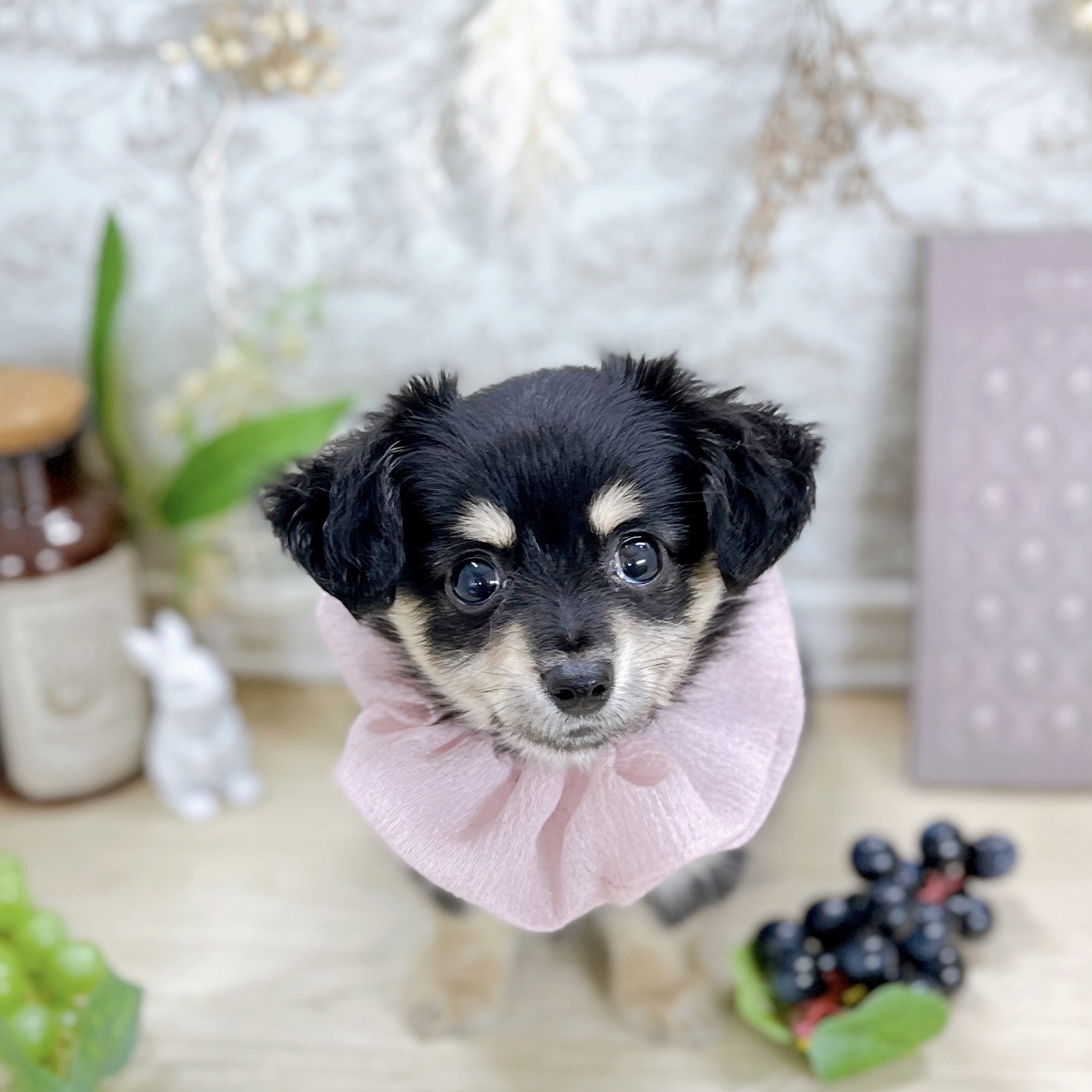 福井県のチワックス(チワワ×ダックス) (犬の家＆猫の里アミーゴ福井大和田店/2025年5月24日生まれ/女の子/ブラッククリーム)の子犬の3枚目の画像