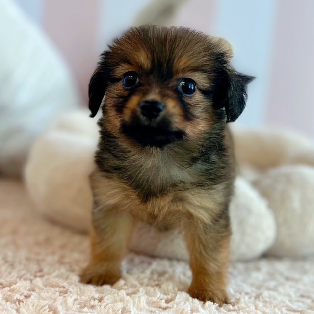 岡山県のポメックス(ポメラニアン×ダックス) (犬の家＆猫の里倉敷中庄店/2025年5月24日生まれ/女の子/レッド)の子犬の3枚目の画像