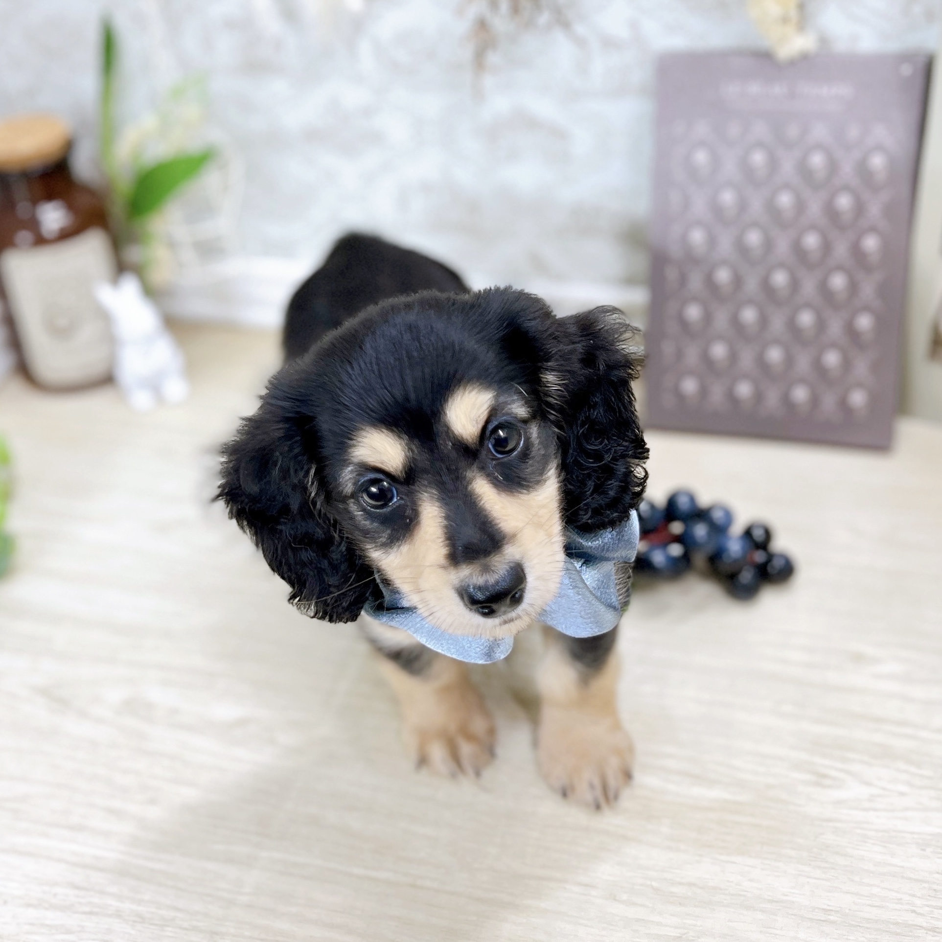 福井県のミニチュアダックスフンド(ロング) (犬の家＆猫の里アミーゴ福井大和田店/2025年5月24日生まれ/男の子/ブラックイエロー)の子犬の3枚目の画像