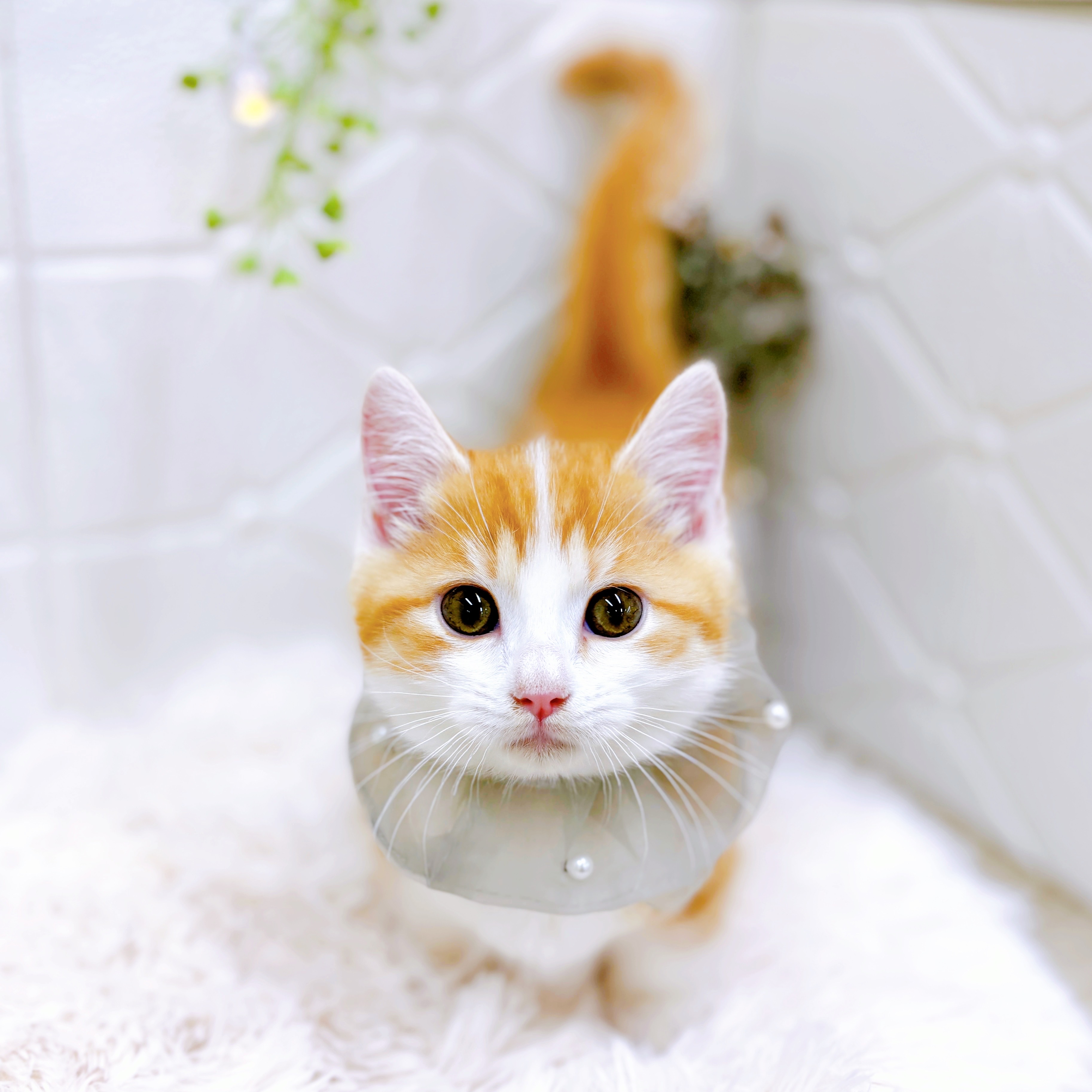 福井県のマンチカン (犬の家＆猫の里アミーゴ福井店/2025年5月21日生まれ/男の子/レッドタビーホワイト)の子猫の3枚目の画像