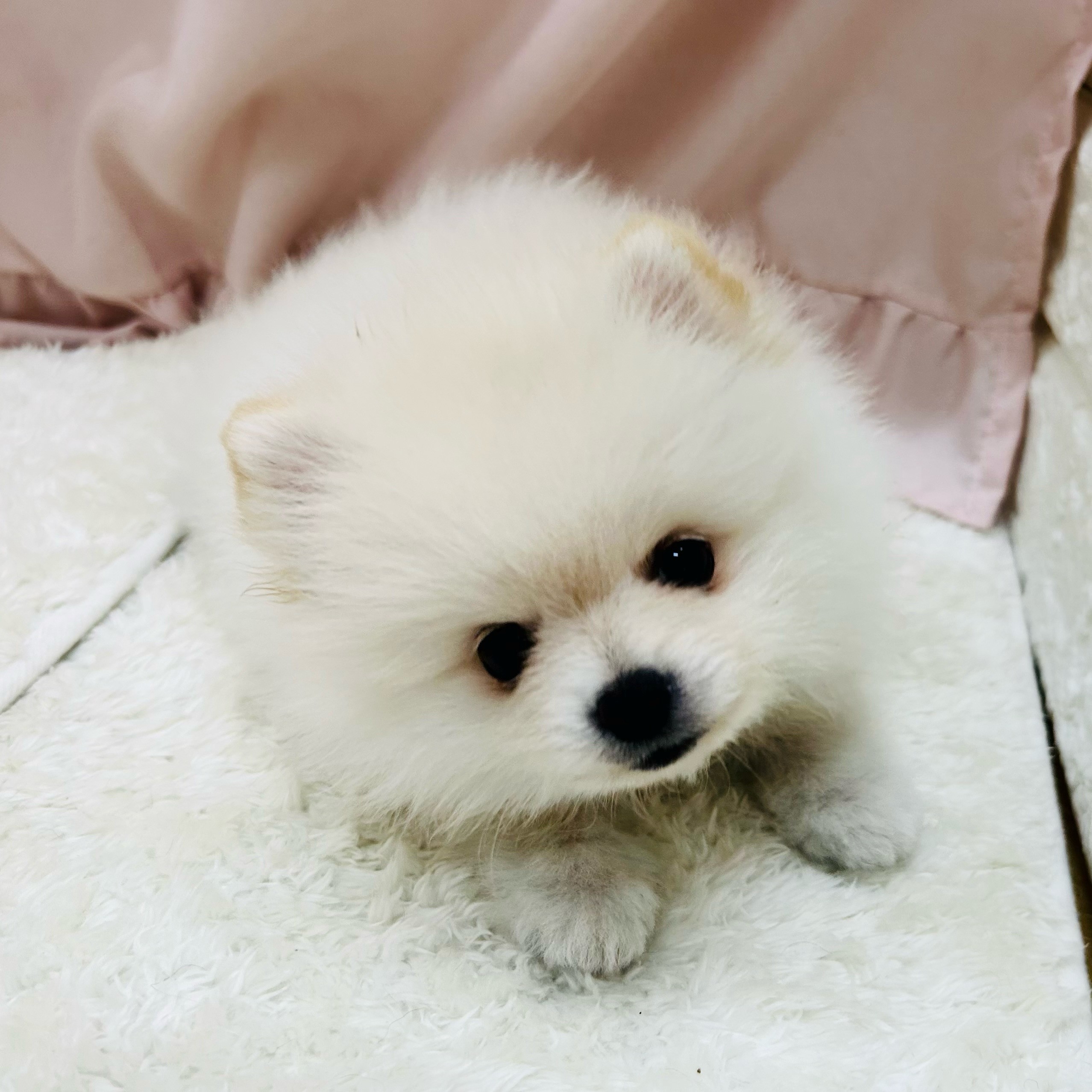 愛知県のポメラニアン (犬の家＆猫の里アミーゴ神の倉店/2025年5月24日生まれ/女の子/クリーム)の子犬の3枚目の画像