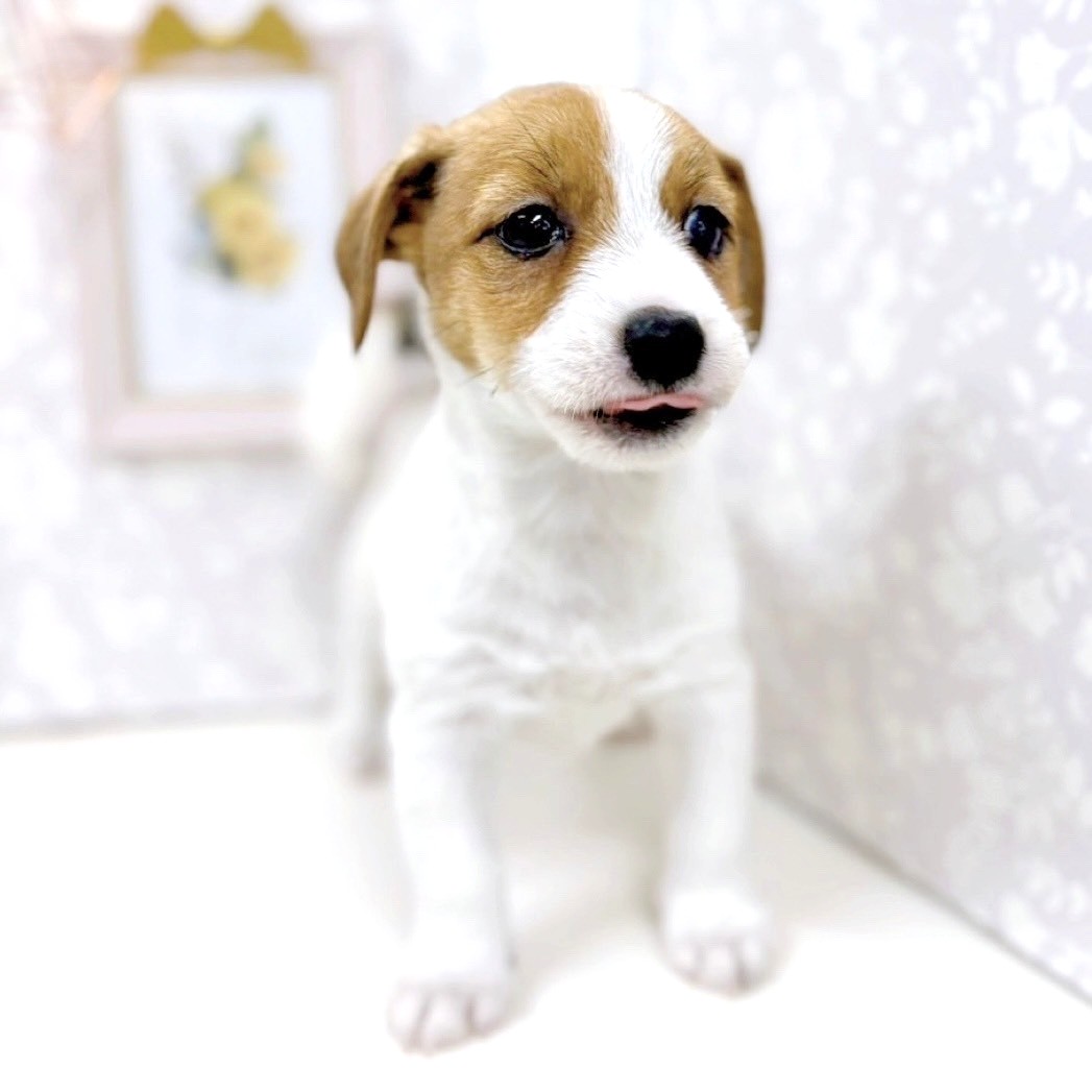 富山県のジャックラッセルテリア (犬の家＆猫の里アミーゴ高岡蓮花寺店/2025年5月24日生まれ/女の子/ホワイトタン)の子犬の3枚目の画像