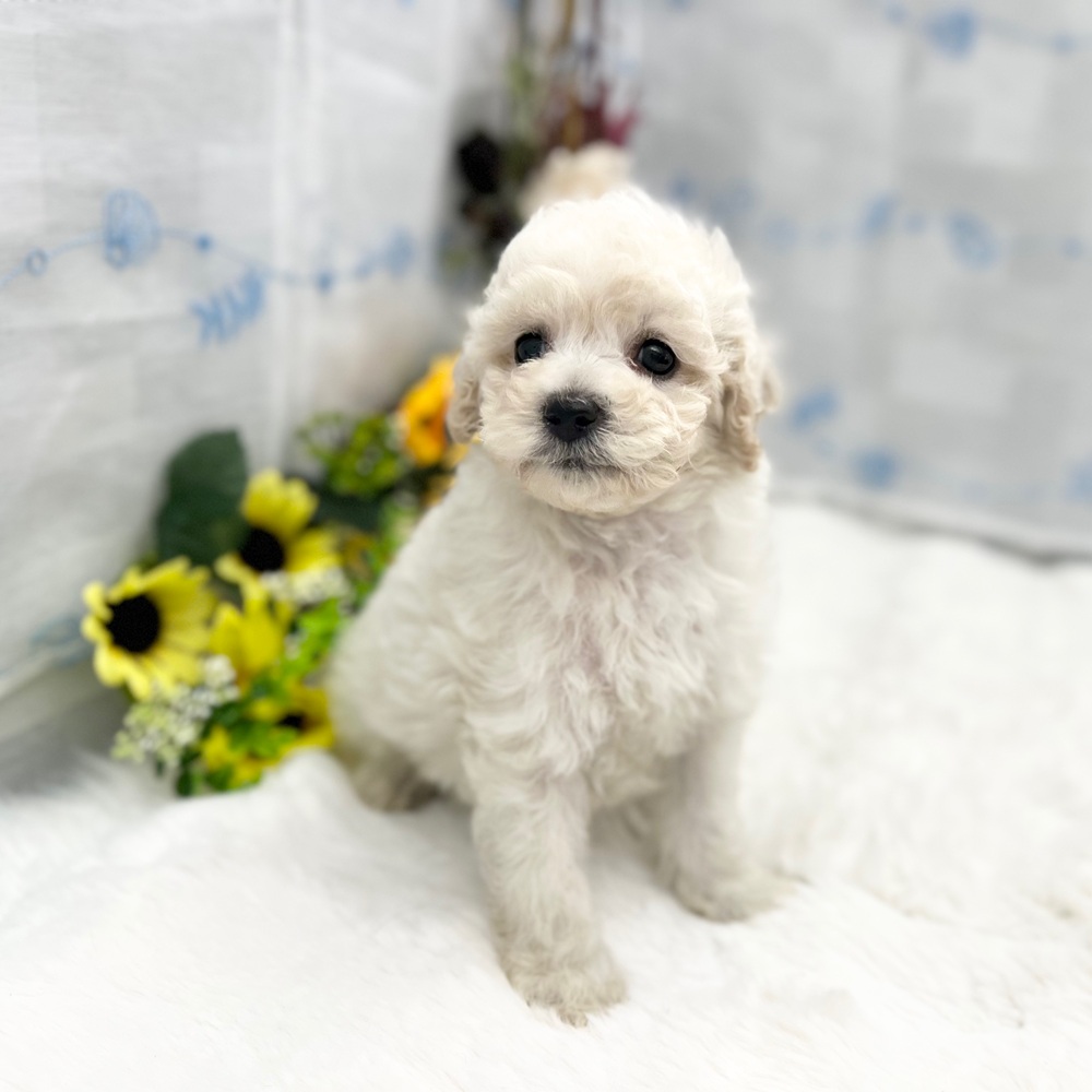 静岡県のビションプー(ビションフリーゼ×プードル) (犬の家＆猫の里MEGAドン・キホーテ袋井店/2025年5月25日生まれ/女の子/クリーム)の子犬の3枚目の画像