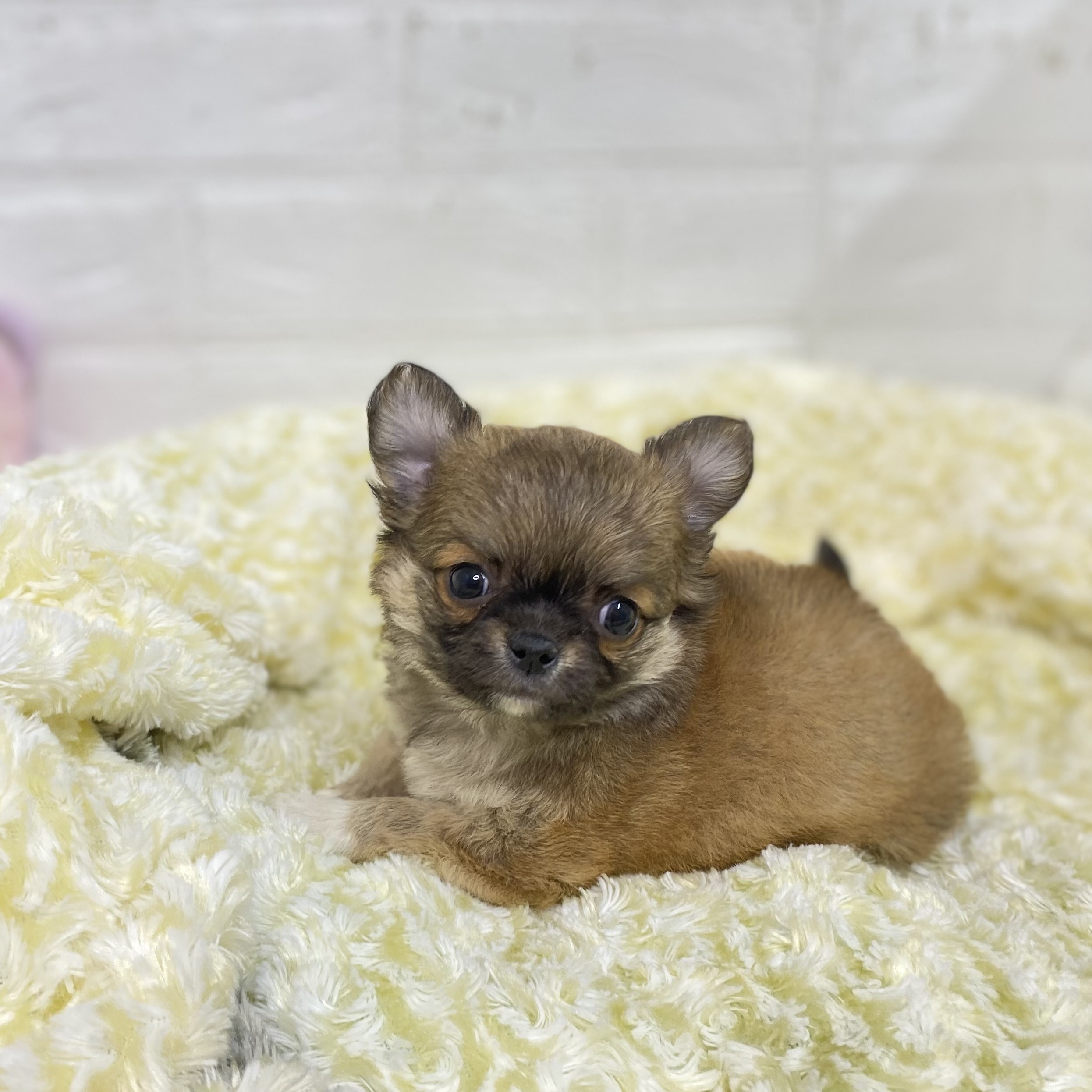 長野県のチワワ(ロング) (犬の家＆猫の里長野店/2025年5月27日生まれ/男の子/フォーンホワイト)の子犬の3枚目の画像