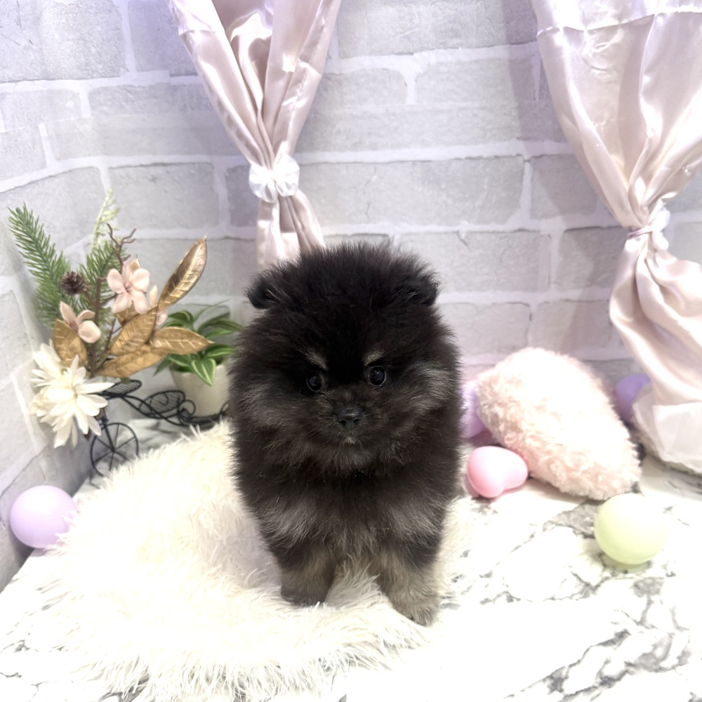 愛知県のポメラニアン (犬の家＆猫の里岡崎店/2025年5月23日生まれ/男の子/ブラックタン)の子犬の3枚目の画像