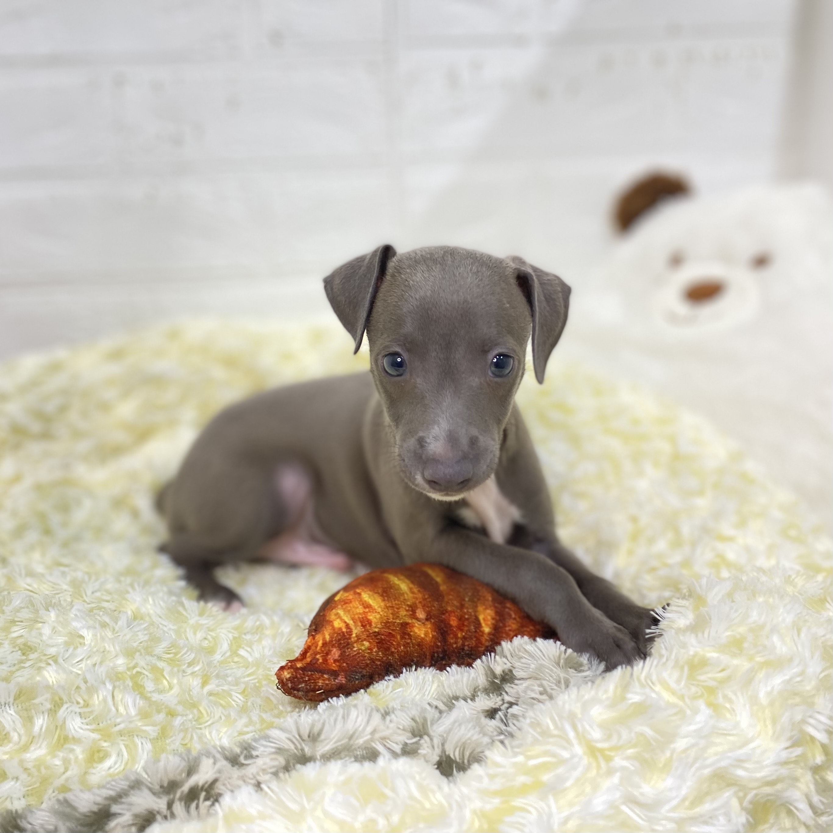 長野県のイタリアングレーハウンド (犬の家＆猫の里長野店/2025年5月27日生まれ/男の子/ブルーホワイト)の子犬の1枚目の画像