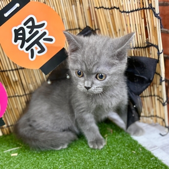 神奈川県のブリティッシュショートヘアー (犬の家＆猫の里小田原店/2025年5月21日生まれ/男の子/ブルー)の子猫の3枚目の画像