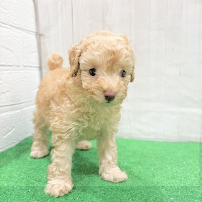 三重県のトイプードル(トイ) (犬の家＆猫の里三重桑名店/2025年5月25日生まれ/女の子/クリーム)の子犬の3枚目の画像