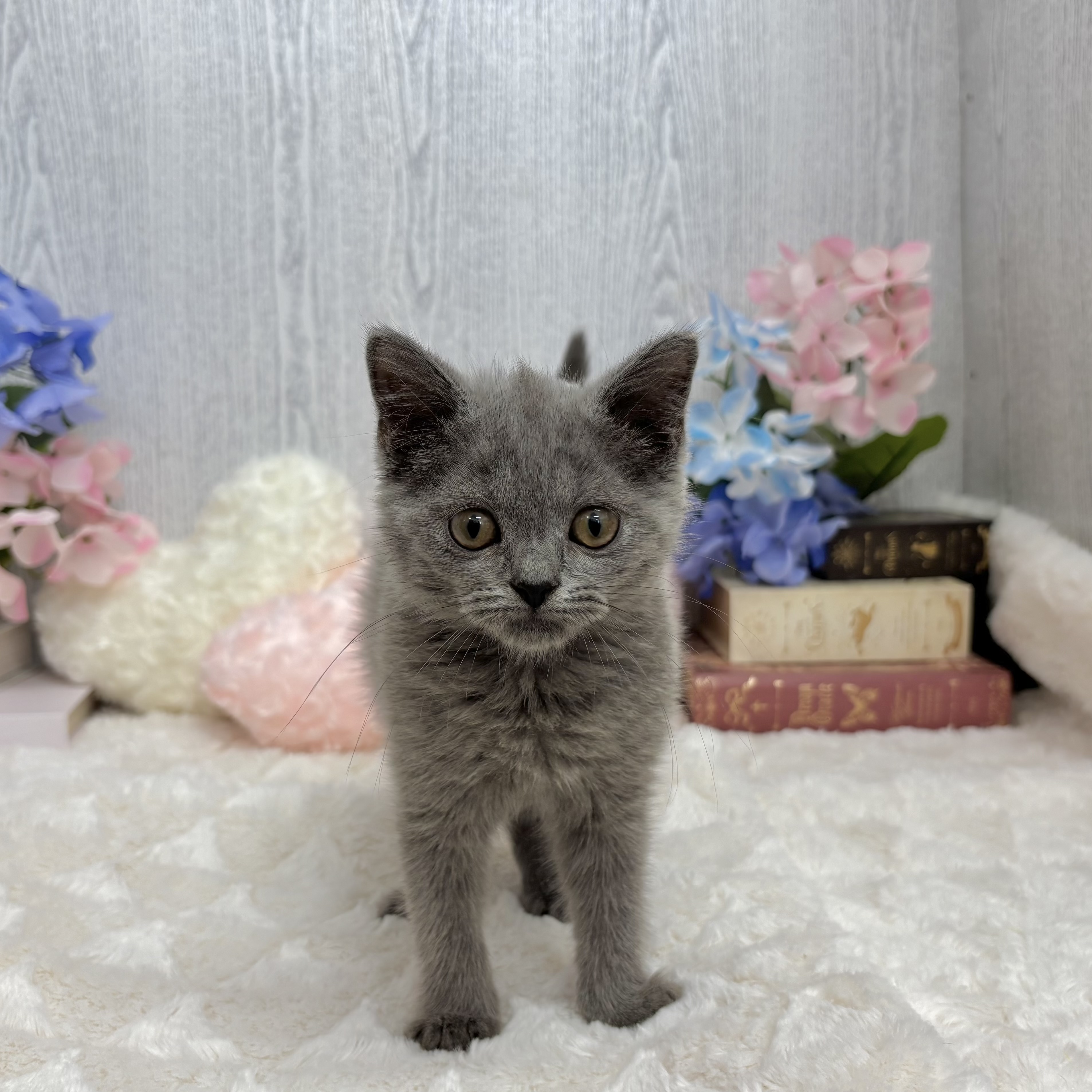 神奈川県のブリティッシュショートヘアー (犬の家＆猫の里相模原店/2025年5月21日生まれ/女の子/ブルー)の子猫の3枚目の画像