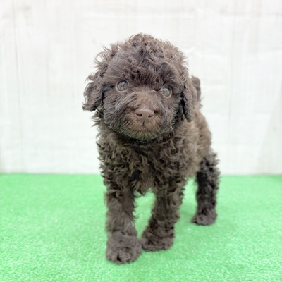 三重県のトイプードル(トイ) (犬の家＆猫の里三重桑名店/2025年5月25日生まれ/男の子/ブラウン)の子犬の3枚目の画像