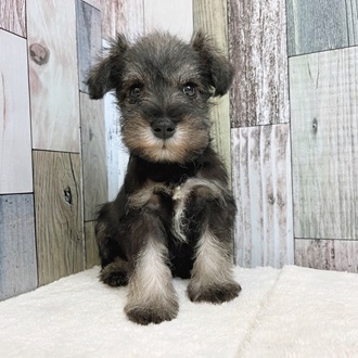 静岡県のミニチュアシュナウザー (犬の家＆猫の里マークイズ静岡店/2025年5月25日生まれ/女の子/ソルトペッパー)の子犬の1枚目の画像
