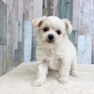 静岡県のハーフ犬・ミックス犬 (犬の家＆猫の里マークイズ静岡店/2025年5月27日生まれ/男の子/ホワイト)の子犬の3枚目の画像