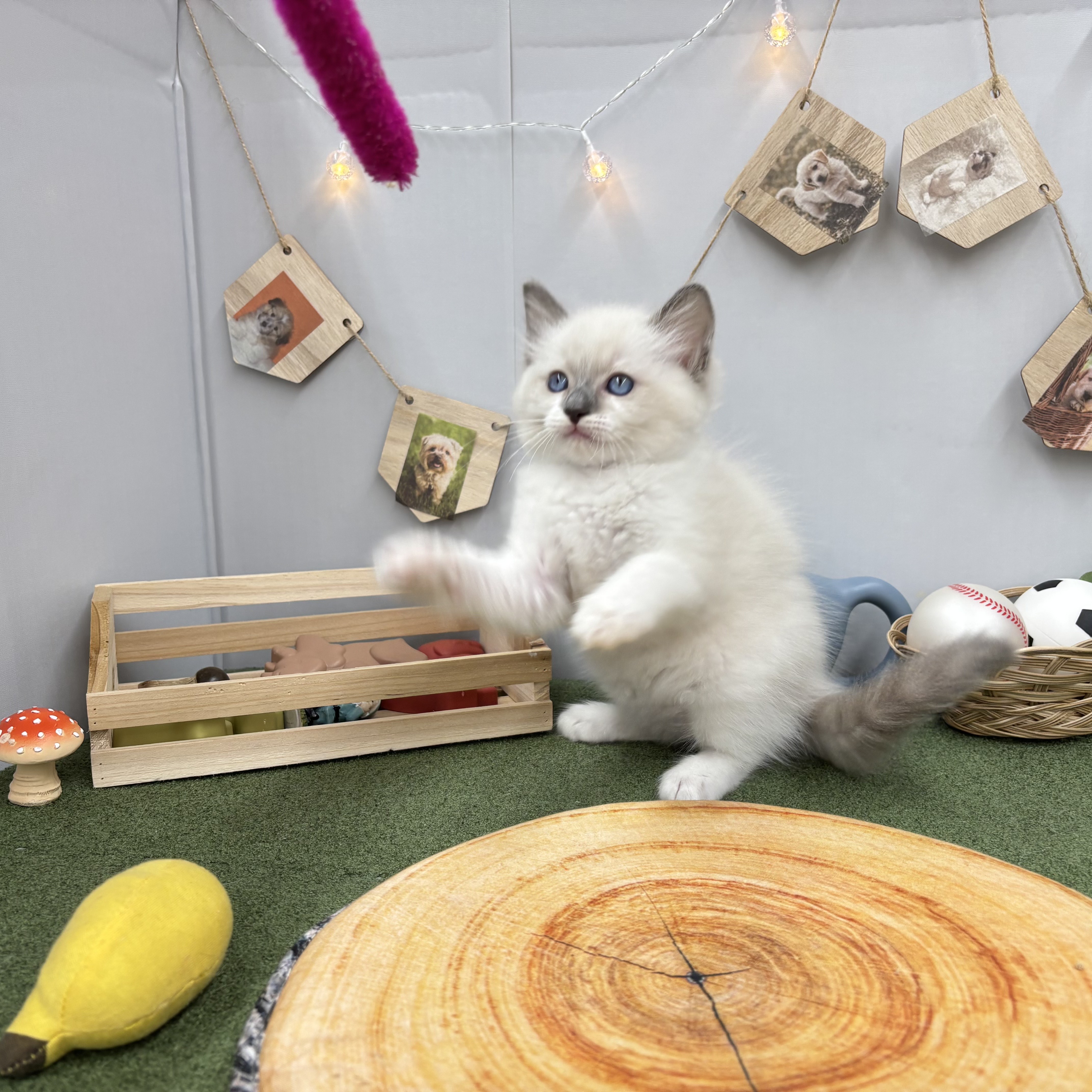 千葉県のラグドール (犬の家＆猫の里ワンズモール稲毛店/2025年5月26日生まれ/男の子/ブルーポイント)の子猫の3枚目の画像