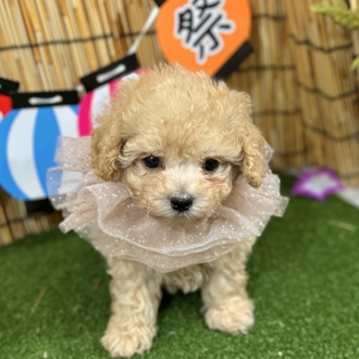 神奈川県のチワプー/プーチー(チワワ×プードル) (犬の家＆猫の里小田原店/2025年5月25日生まれ/男の子/アプリコット)の子犬の1枚目の画像