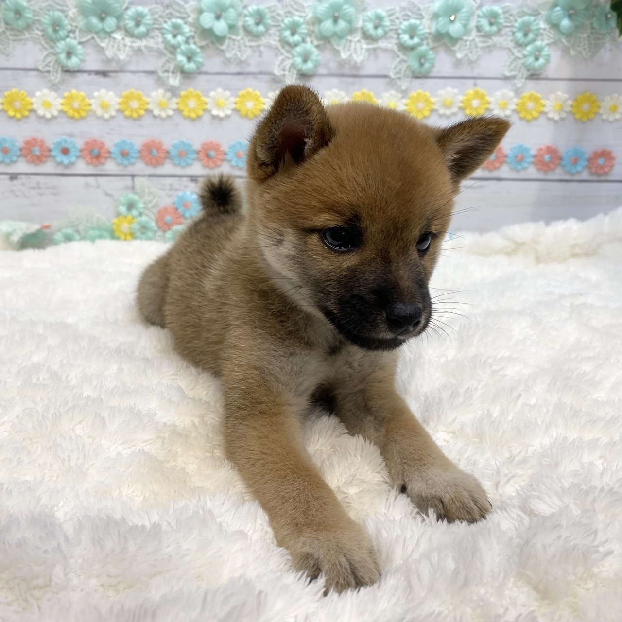 長野県の豆柴 (犬の家＆猫の里カインズ梓川店/2025年5月27日生まれ/女の子/赤)の子犬の3枚目の画像