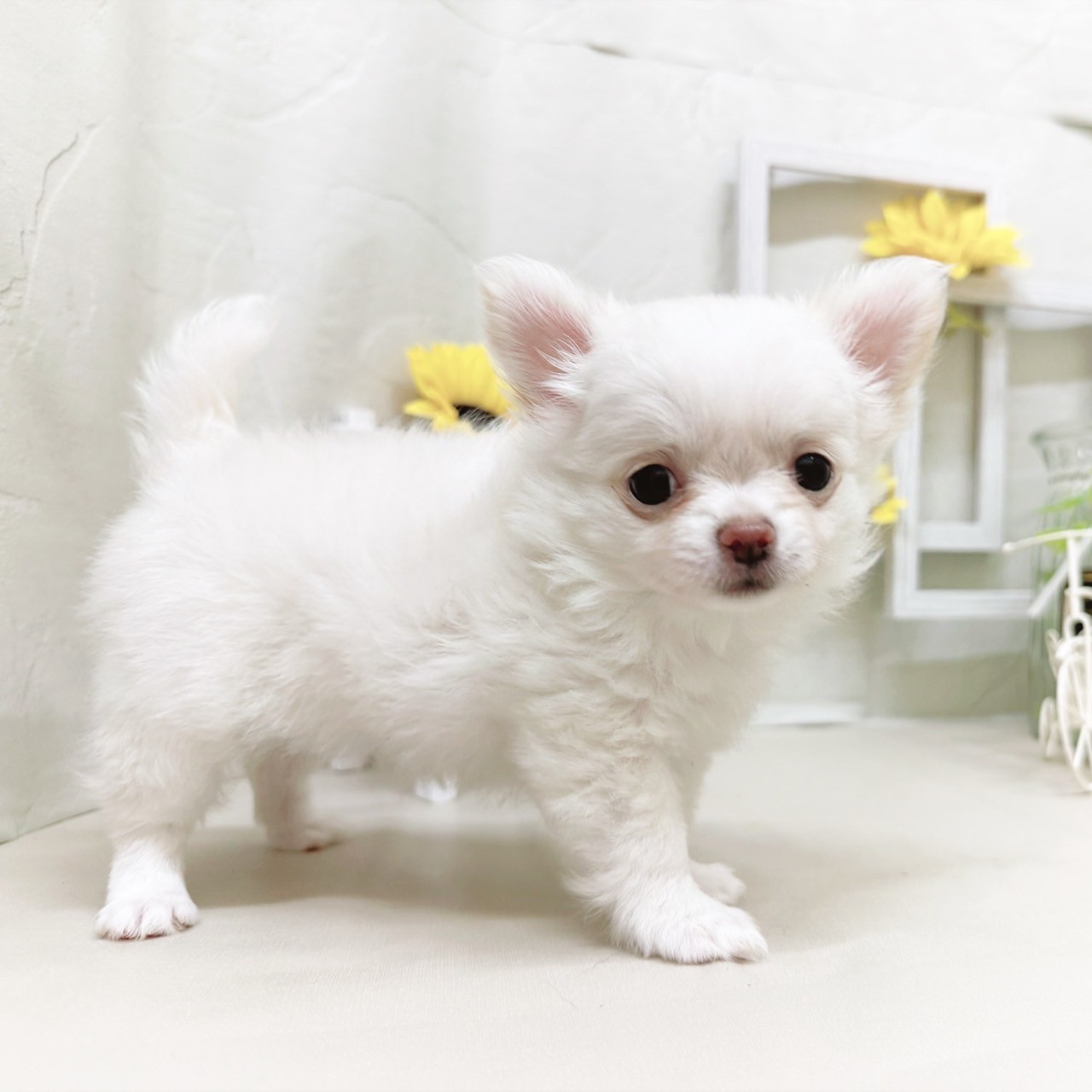静岡県のチワワ(ロング) (犬の家＆猫の里藤枝店/2025年5月27日生まれ/女の子/ホワイトクリーム)の子犬の3枚目の画像