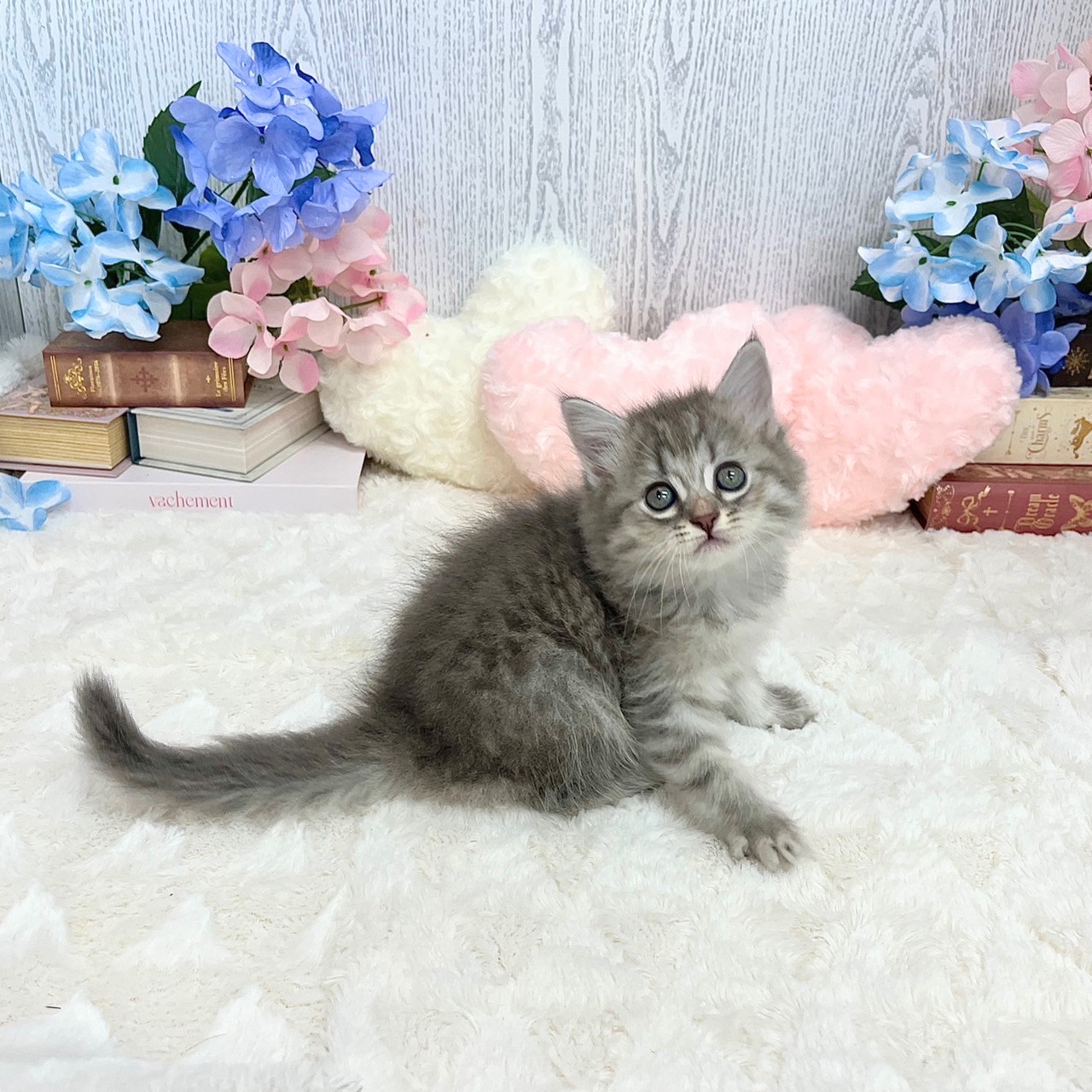 神奈川県のミヌエット (犬の家＆猫の里モザイクモール港北店/2025年5月27日生まれ/女の子/ブルータビー)の子猫の1枚目の画像