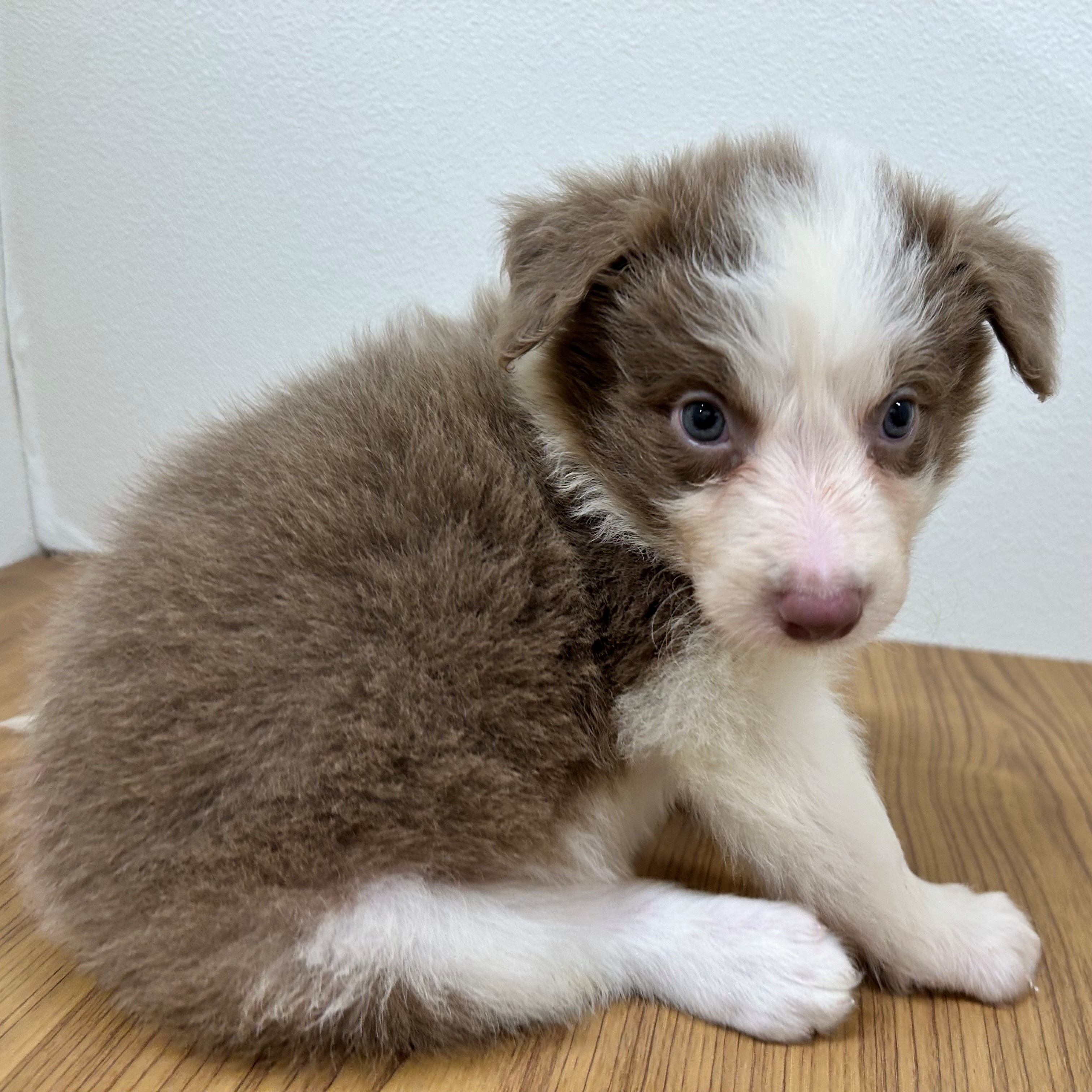 福岡県のボーダーコリー (犬の家＆猫の里トリアス久山店/2025年5月27日生まれ/男の子/イザベラホワイト)の子犬の3枚目の画像