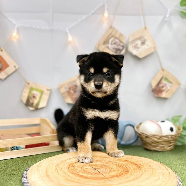千葉県の柴犬(標準サイズ) (犬の家＆猫の里ワンズモール稲毛店/2025年5月27日生まれ/男の子/黒)の子犬の3枚目の画像
