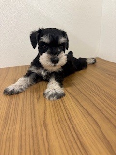 福岡県のミニチュアシュナウザー (犬の家＆猫の里トリアス久山店/2025年5月23日生まれ/男の子/ブラックシルバー)の子犬の3枚目の画像