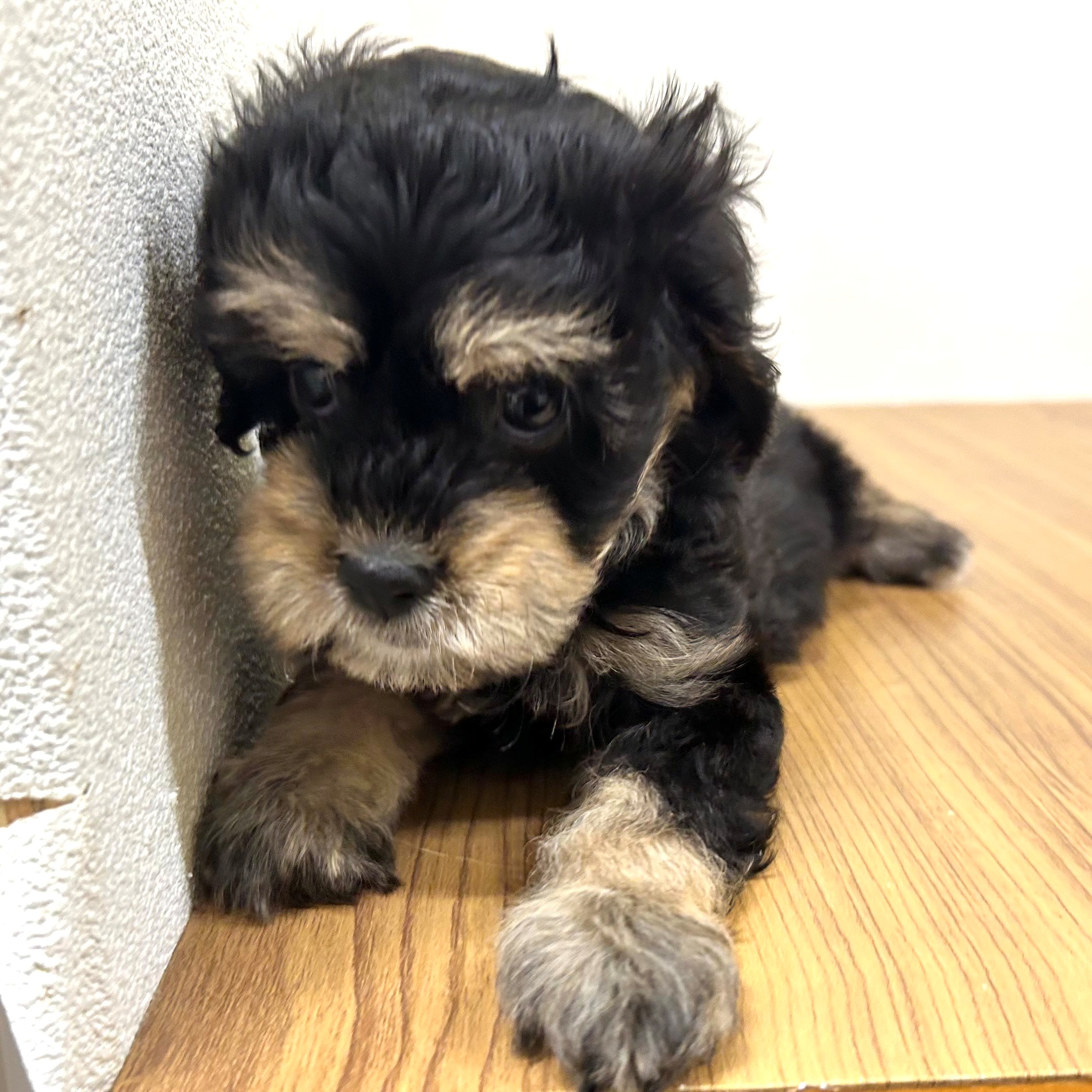 福岡県のキャバプー(キャバリア×プードル) (犬の家＆猫の里トリアス久山店/2025年5月26日生まれ/女の子/ブラックタン)の子犬の3枚目の画像