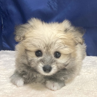 愛知県のポメビション(ポメラニアン×ビションフリーゼ) (犬の家＆猫の里一宮店/2025年5月27日生まれ/女の子/フォーンホワイト)の子犬の3枚目の画像