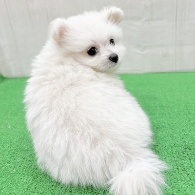 三重県のポメビション(ポメラニアン×ビションフリーゼ) (犬の家＆猫の里三重桑名店/2025年5月27日生まれ/女の子/クリームホワイト)の子犬の3枚目の画像