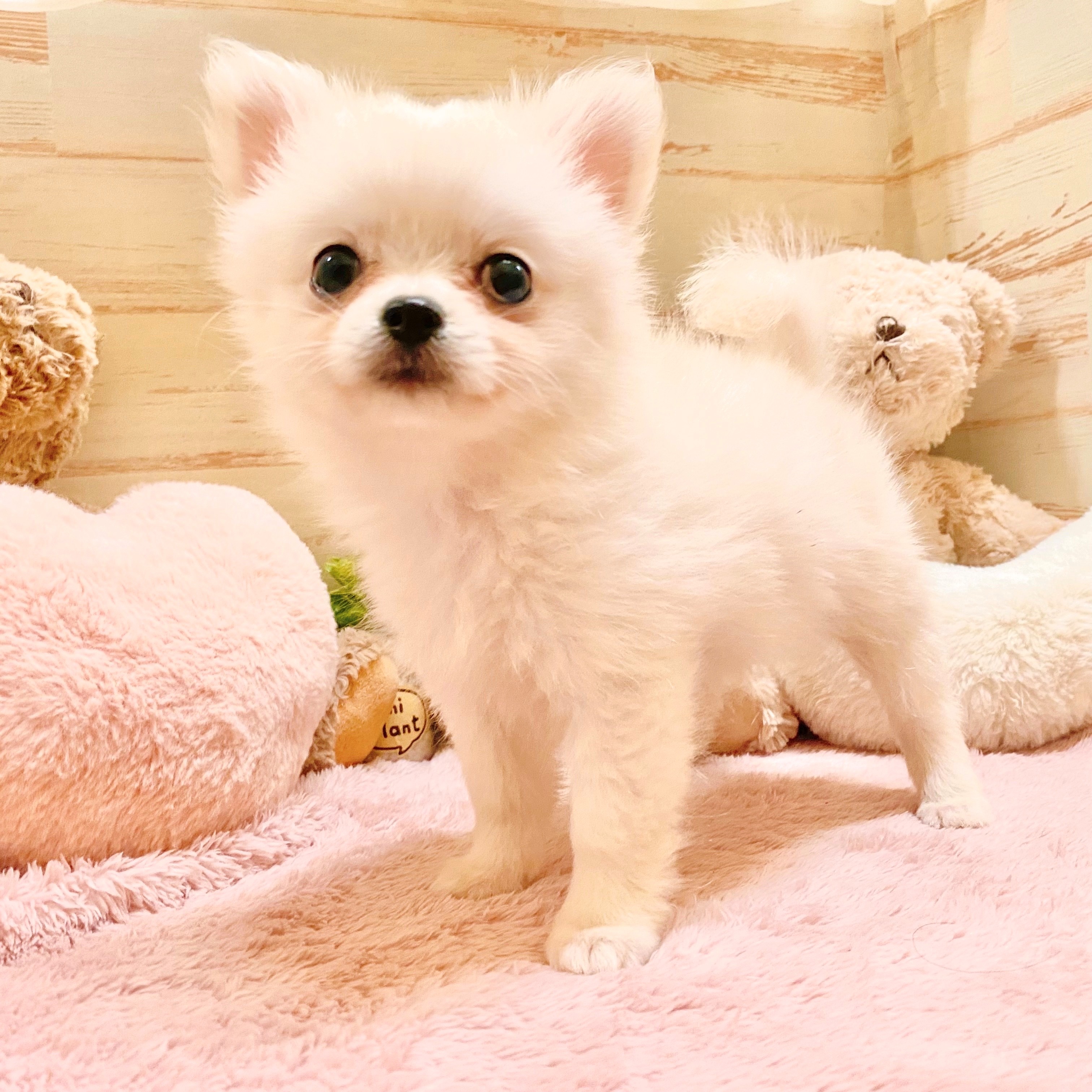 兵庫県のポメチワ/チワポメ/ポメチー(ポメラニアン×チワワ) (犬の家＆猫の里神戸店/2025年5月28日生まれ/女の子/クリーム)の子犬の3枚目の画像