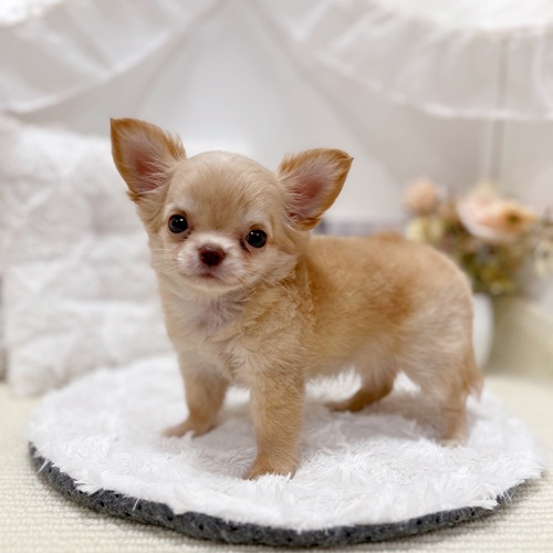 岐阜県のチワワ(ロング) (犬の家＆猫の里カラフルタウン岐阜店/2025年5月26日生まれ/女の子/クリームホワイト)の子犬の3枚目の画像